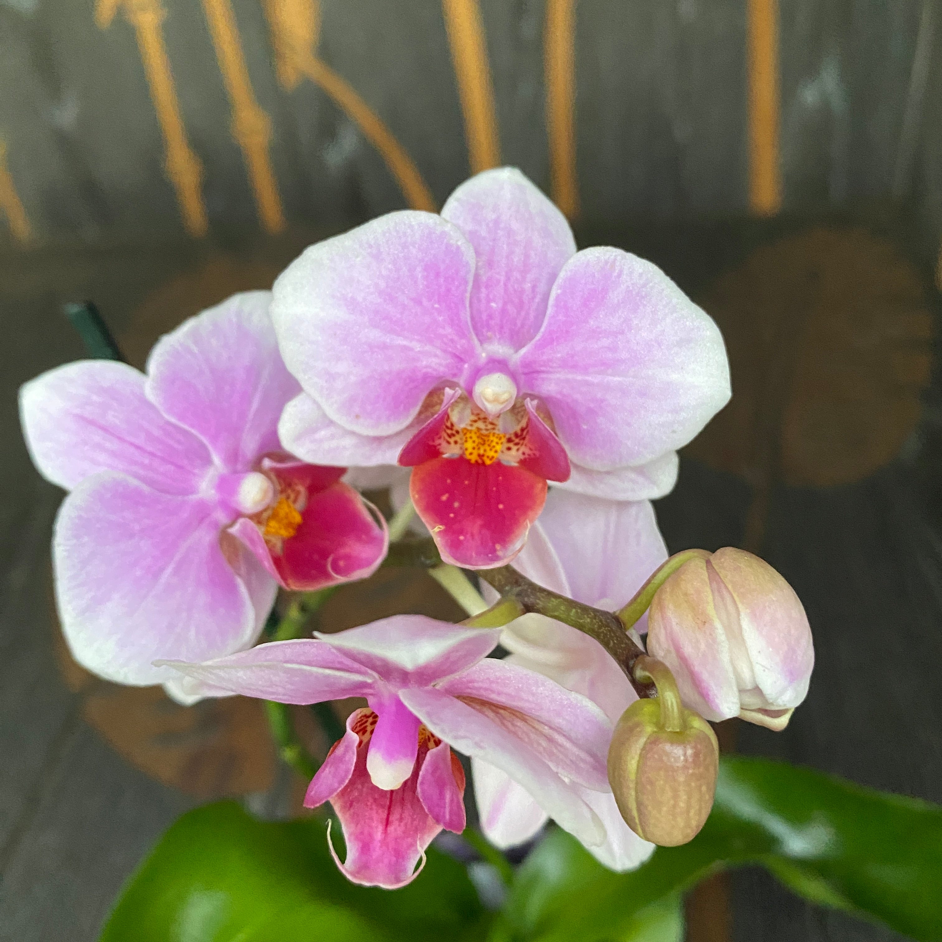 Phalaenopsis Belem