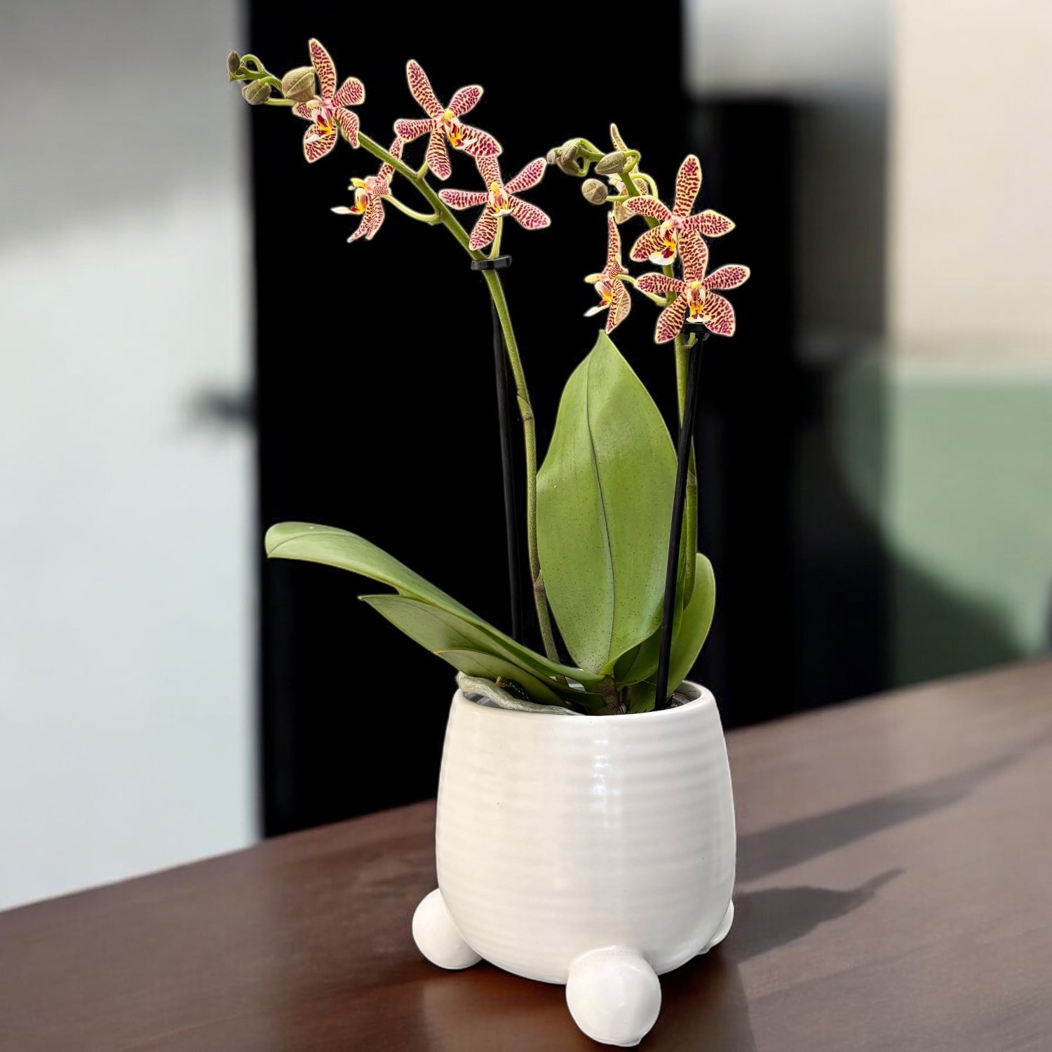 Phalaenopsis Bronze Maiden (schilleriana × mannii 'Black')