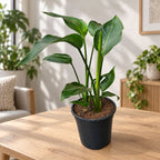 Strelitzia Nicolai (Uccello del paradiso) 3 piante/vaso