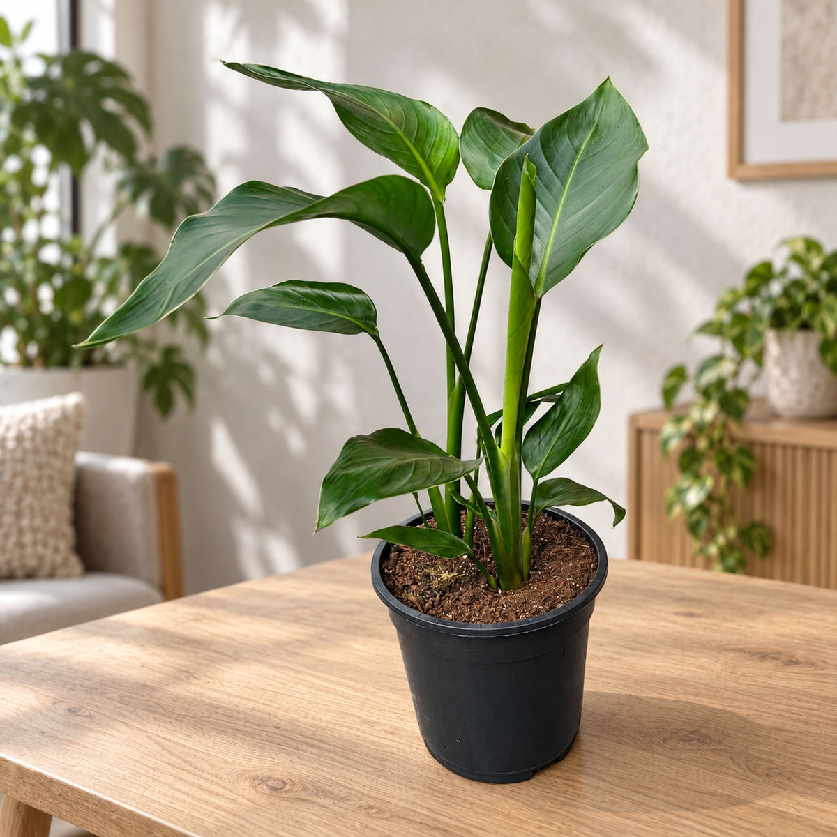 Strelitzia Nicolai (paradijsvogelplant) 3 planten/pot