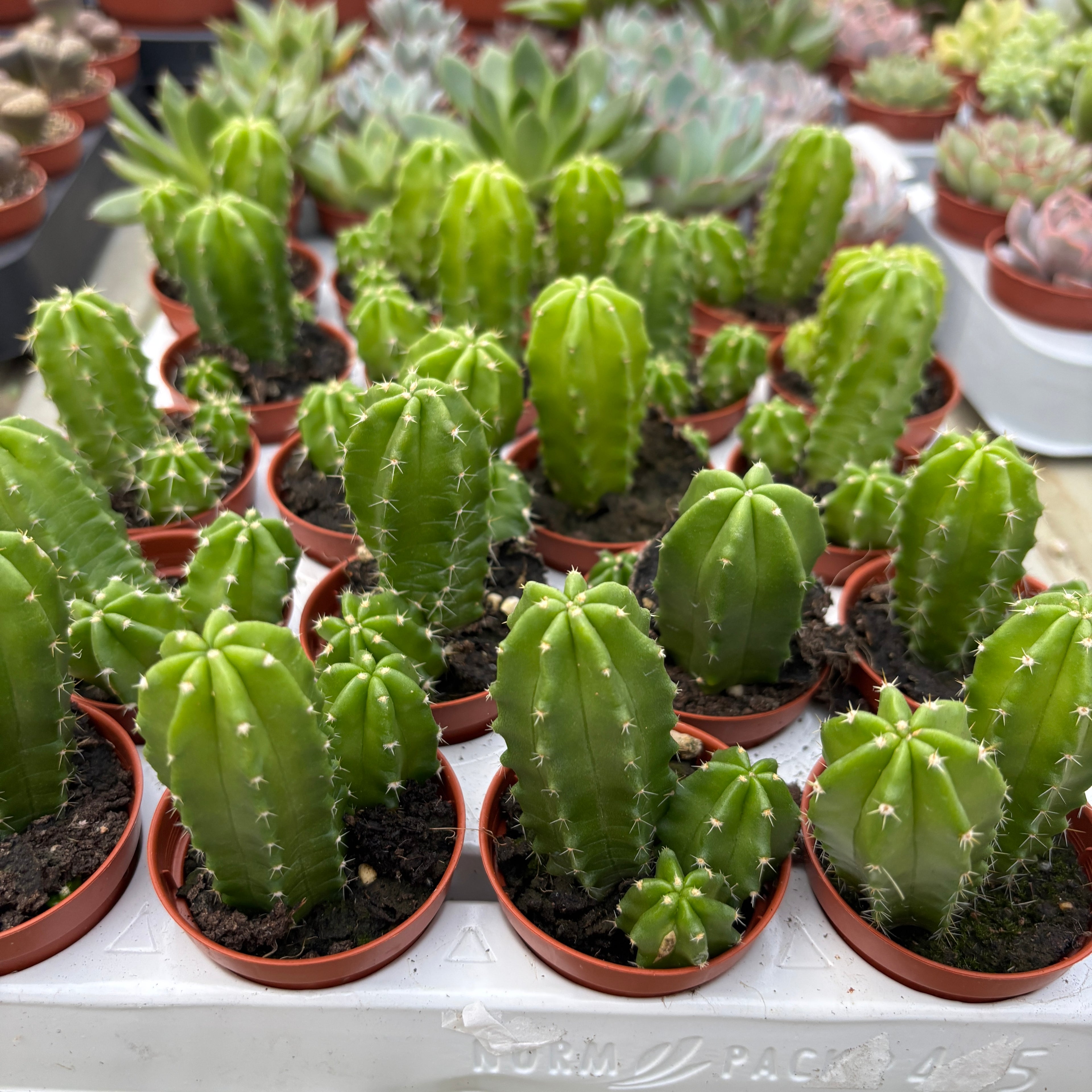 Echinocereus viereckii subs. morricalii