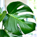 Monstera deliciosa (Swiss plant) D19 - 2 plante/ghiveci