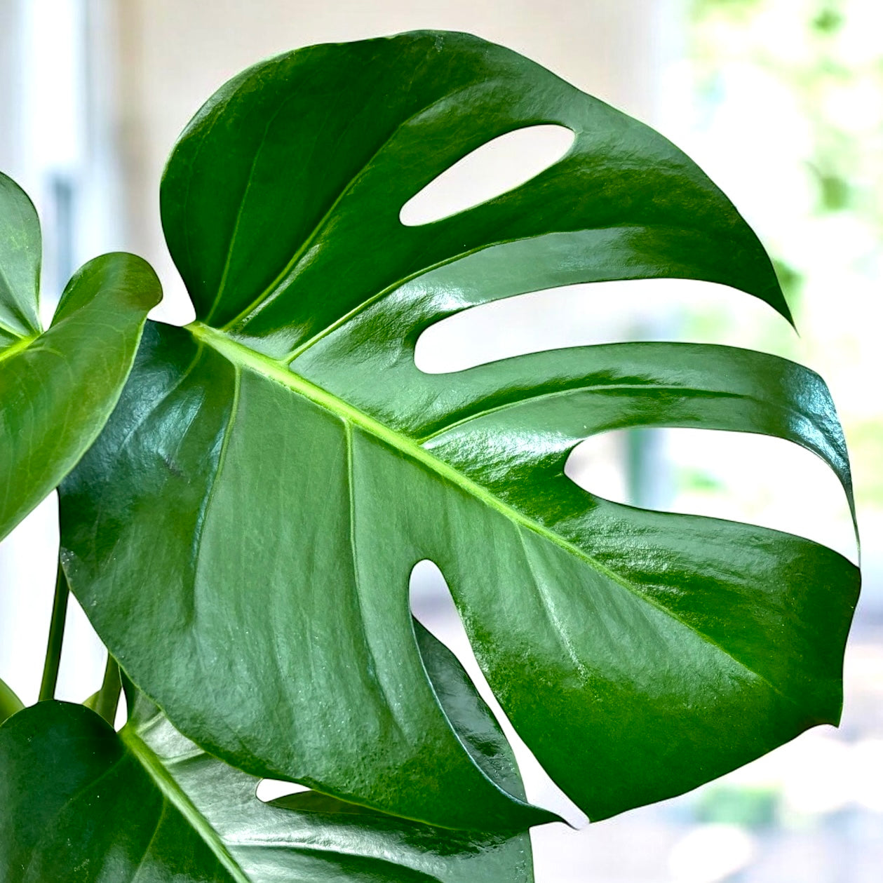 Monstera deliciosa (Swiss plant) D19 - 2 plante/ghiveci