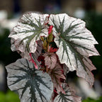 Begonia Looking Glass - varietate spectaculoasa cu frunzis argintiu metalizat (2 plante/ghiveci)