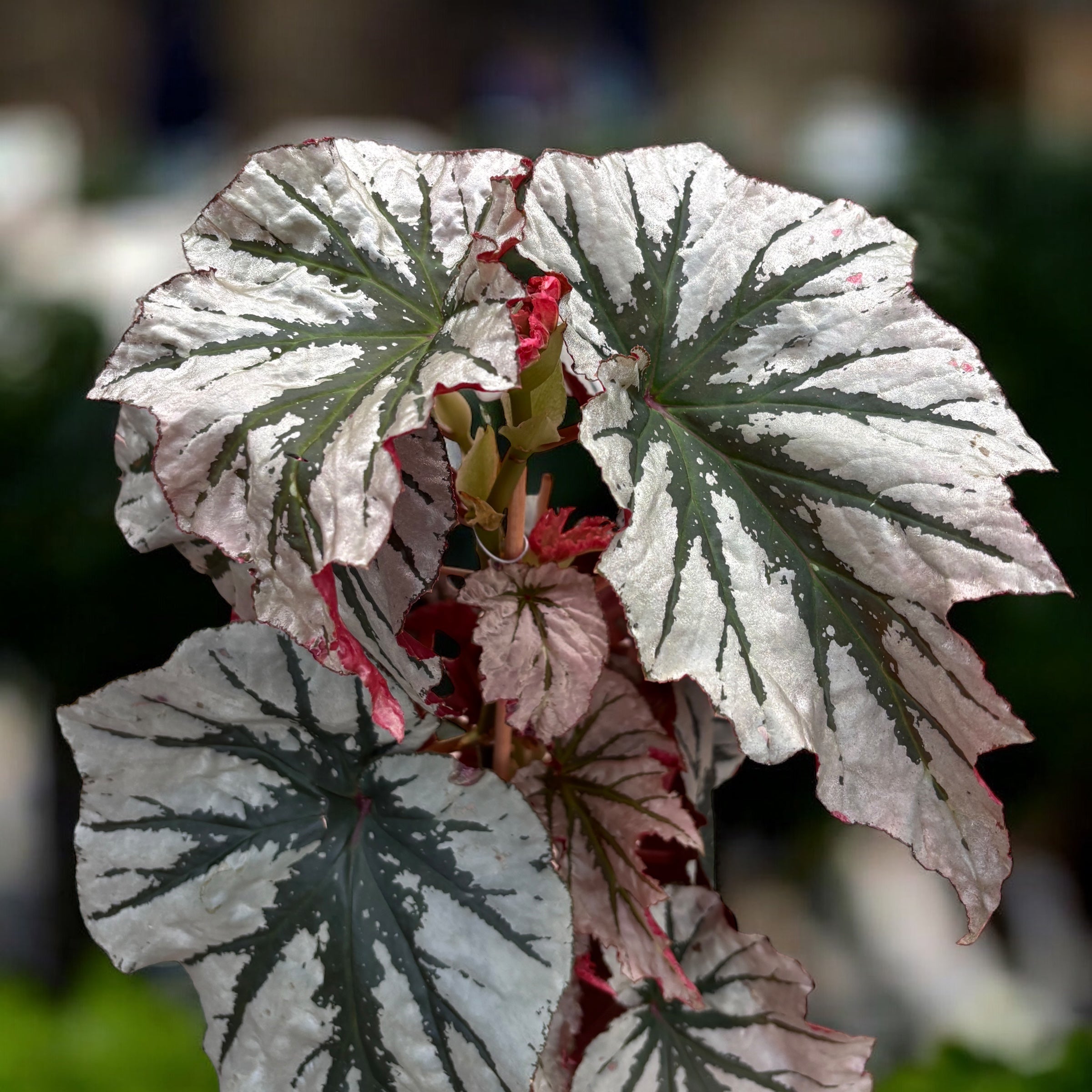 Begonia Looking Glass - varietate spectaculoasa cu frunzis argintiu metalizat (2 plante/ghiveci)