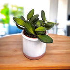 Hoya sp. aff. burtoniae 'Variegata' D6 - 2 piante/vaso