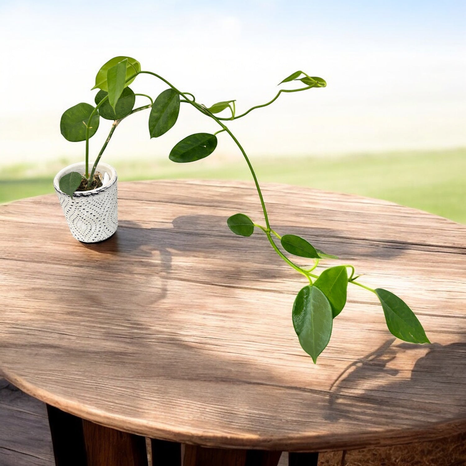 Hoya sussuela - flori mari si parfumate