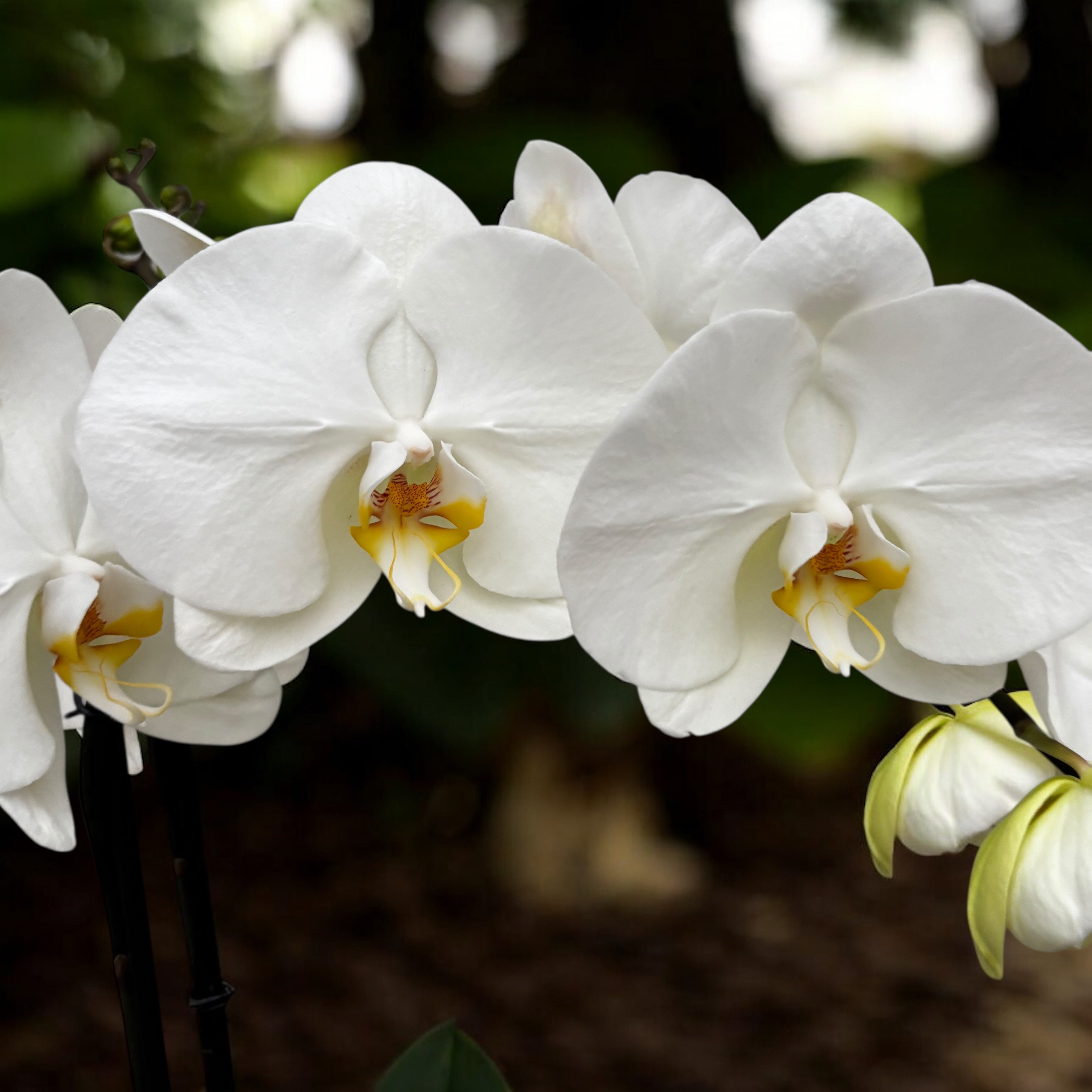 NO 49 Tama@プロフ様Flower end Garden5段White Isle of White by Teleflora T55-3A in Prince Frederick, MD | Garner