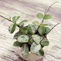 Hoya Mathilde 'Splash' D9 - duftend