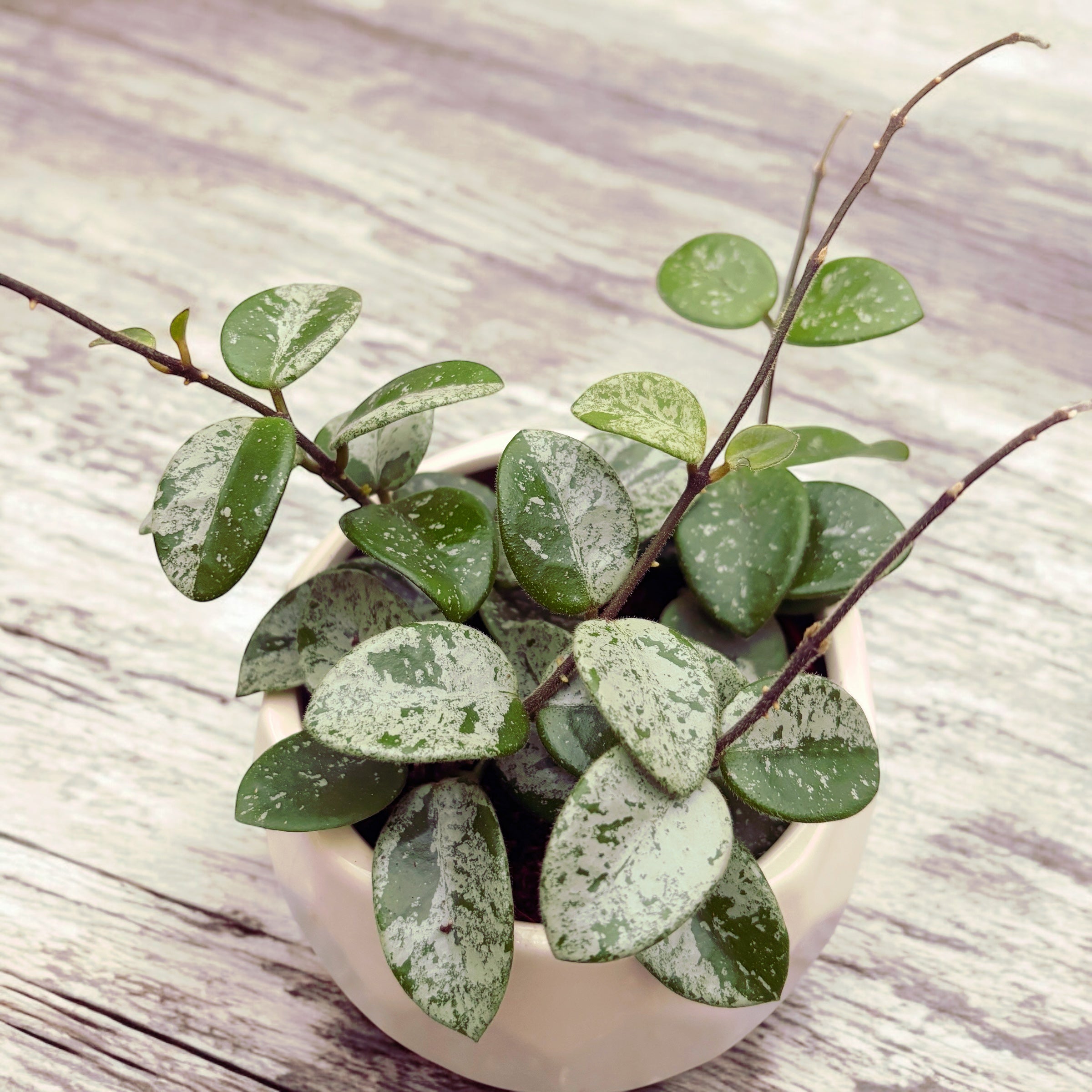 Hoya Mathilde 'Splash' D9 - parfumata