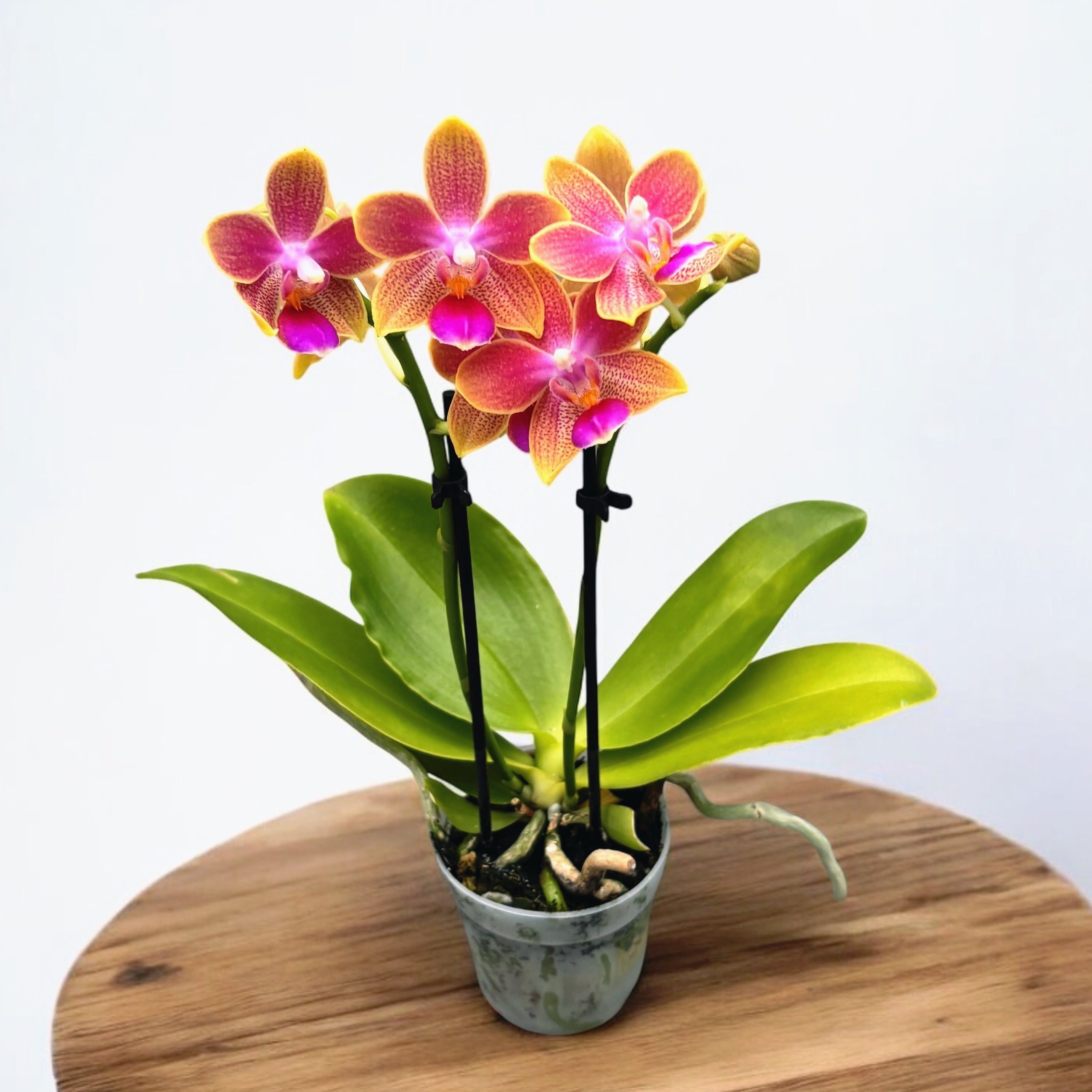 Phalaenopsis Aromio Spring (Morning Breeze) - flori intens parfumate - miniatura