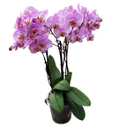 Phalaenopsis Formation - exemplare impresionante (2 plante/ghiveci)