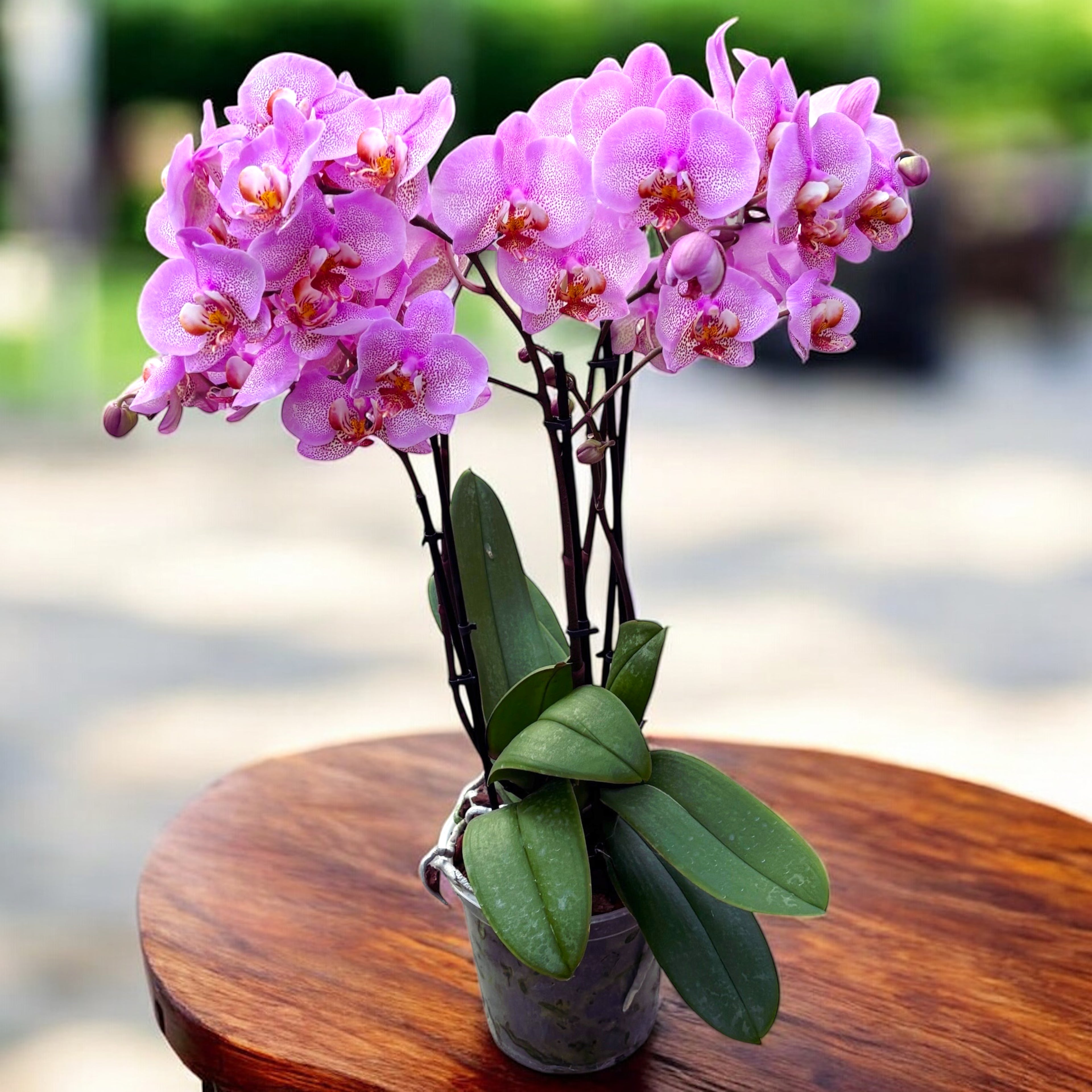 Phalaenopsis Formation - exemplare impresionante (2 plante/ghiveci)