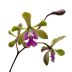 Epicyclia Serena O'neill (Olanda) fiori profumati