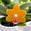 Phalaenopsis Cheese Burnt Cream (pelorikus) - illatos virágok