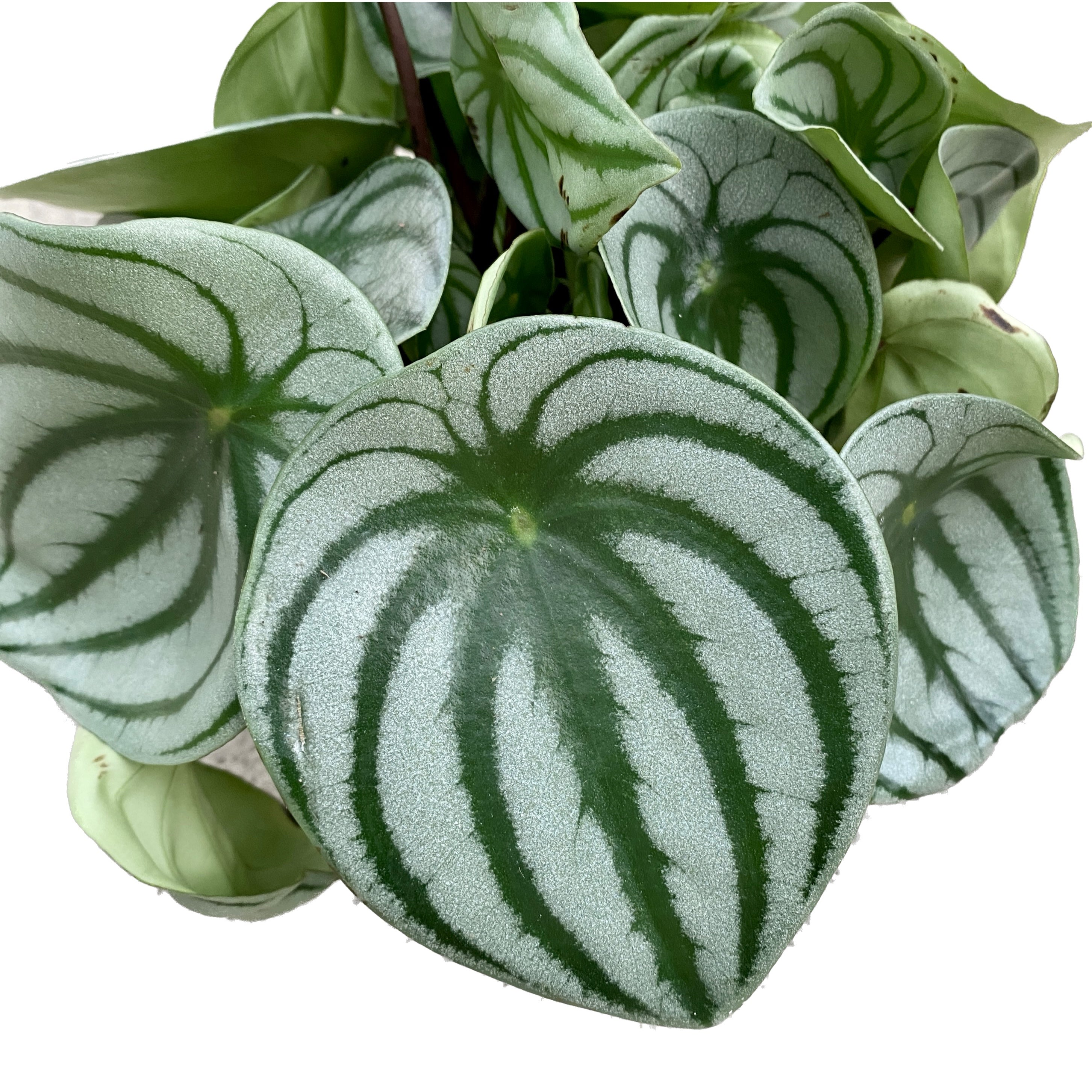 Peperomia Argyreia (Wassermelone)
