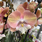 Phalaenopsis 'Rainbow Unicorn' (Tina) big lip