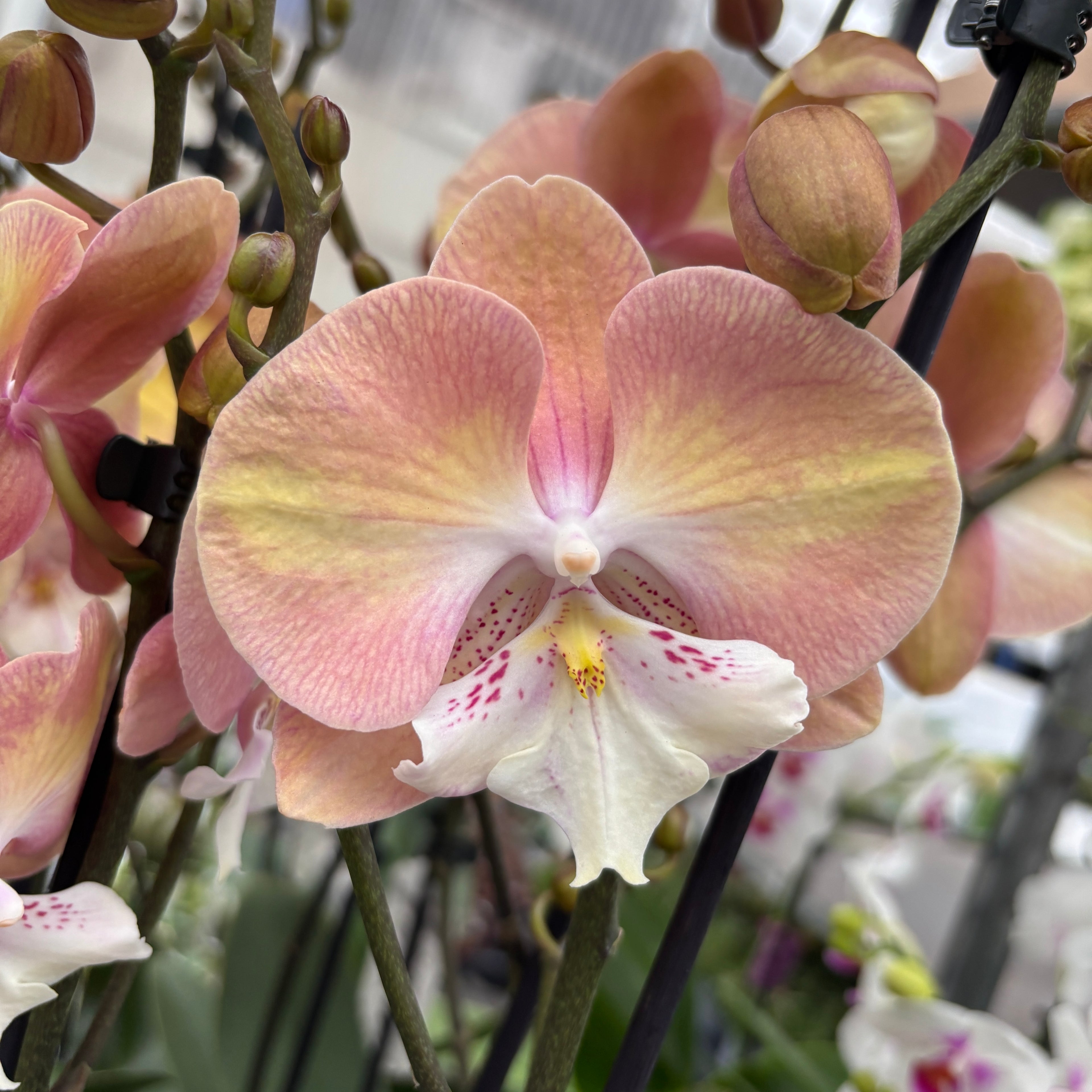 Phalaenopsis 'Rainbow Unicorn' (Tina) big lip