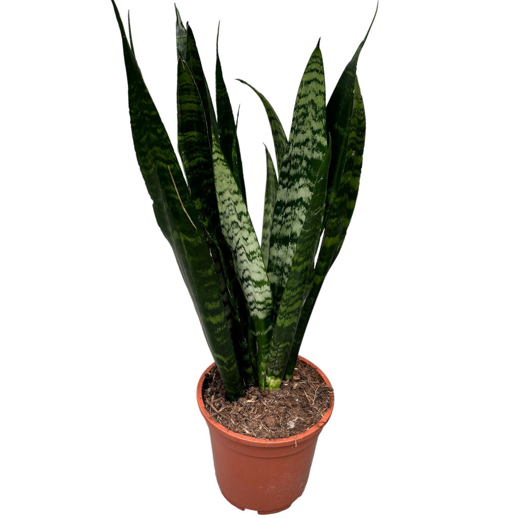 Sansevieria trifasciata ‘Black Coral’ D17