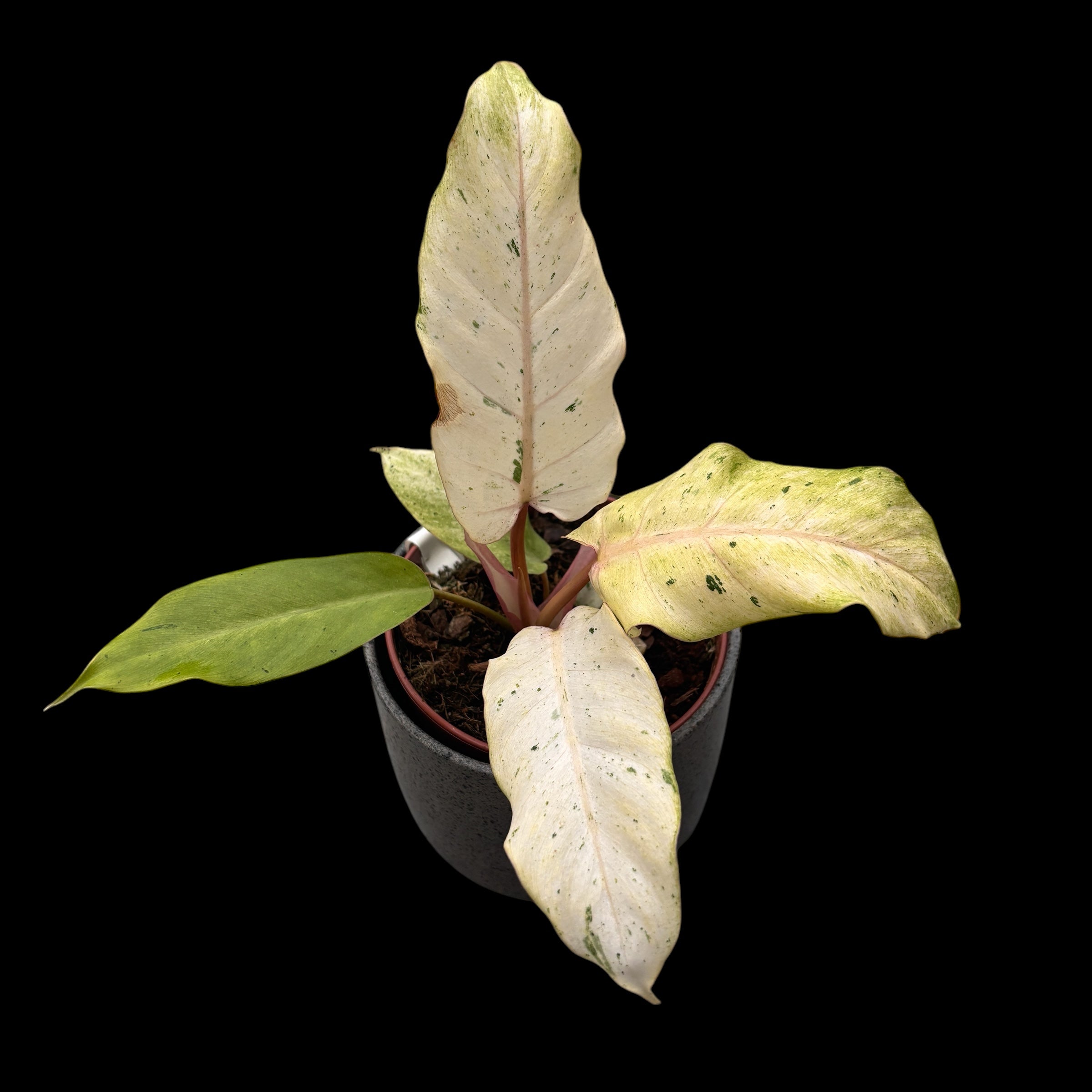 Philodendron 'Snowdrift'