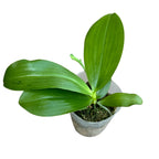 Phalaenopsis (KS Happy Eagle × cornu-cervi) '628' parfumat