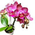 Phalaenopsis Lola - flori parfumate
