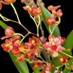Oncidium Twinkle Cinnamon (Brons Fantasy) - intensely fragrant flowers