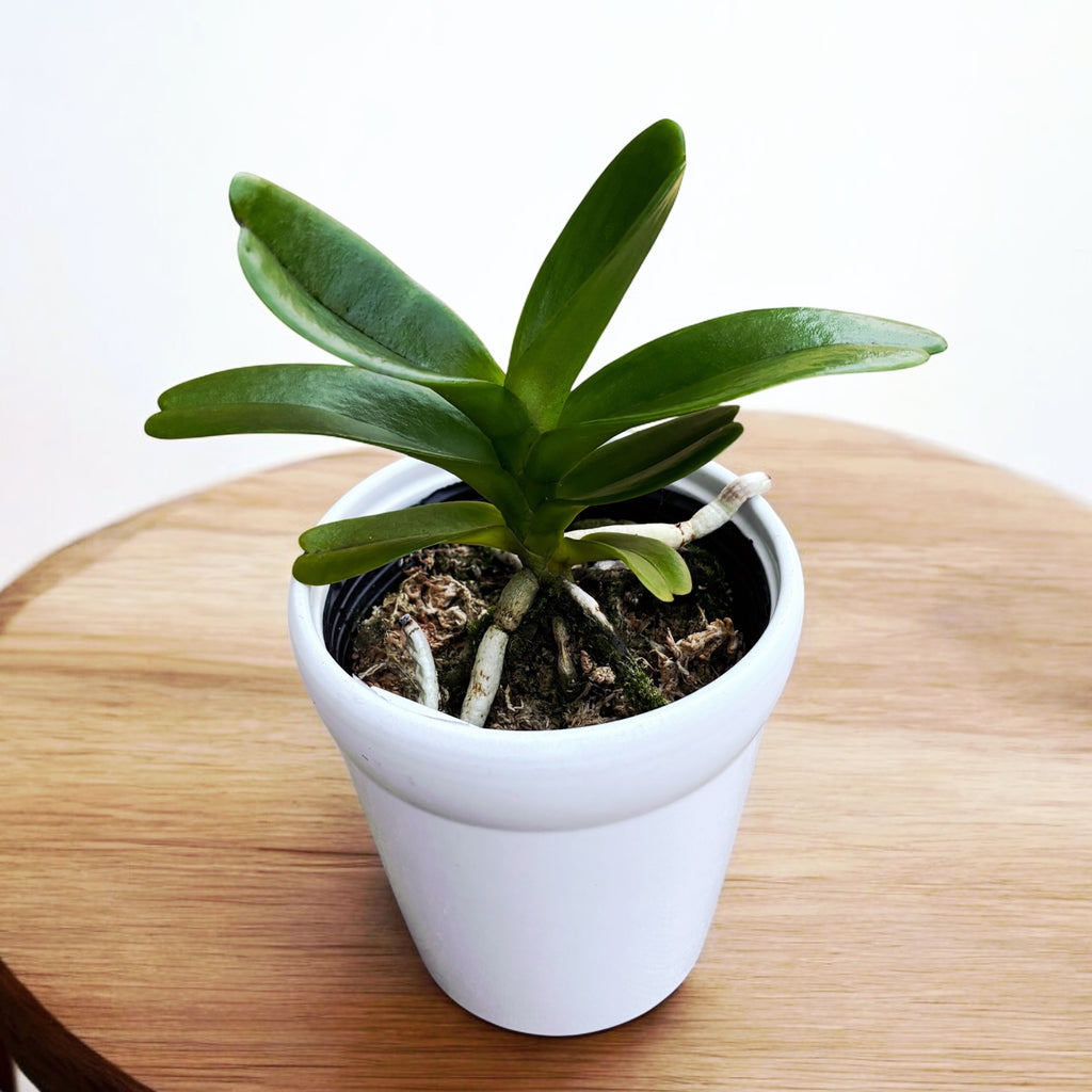 Aerides houlletiana * ароматни цветя