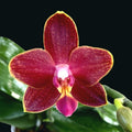 Phalaenopsis Sogo Red Star - flori cerate parfumate