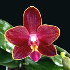 Phalaenopsis Sogo Red Star - flori cerate parfumate