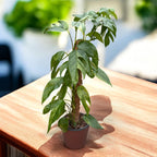 Epipremnum pinnatum ‘Baltic Blue Mint Variegata’ L - 3pp