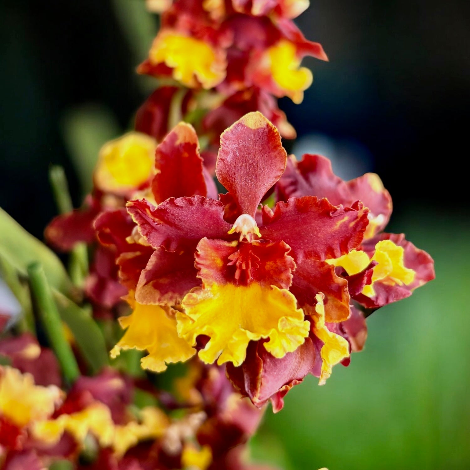 Oncostele Firecat 'Harmony'