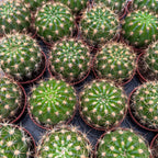 Echinopsis mamillosa var. kermesina - cactus compact cu inflorire spectaculoasa