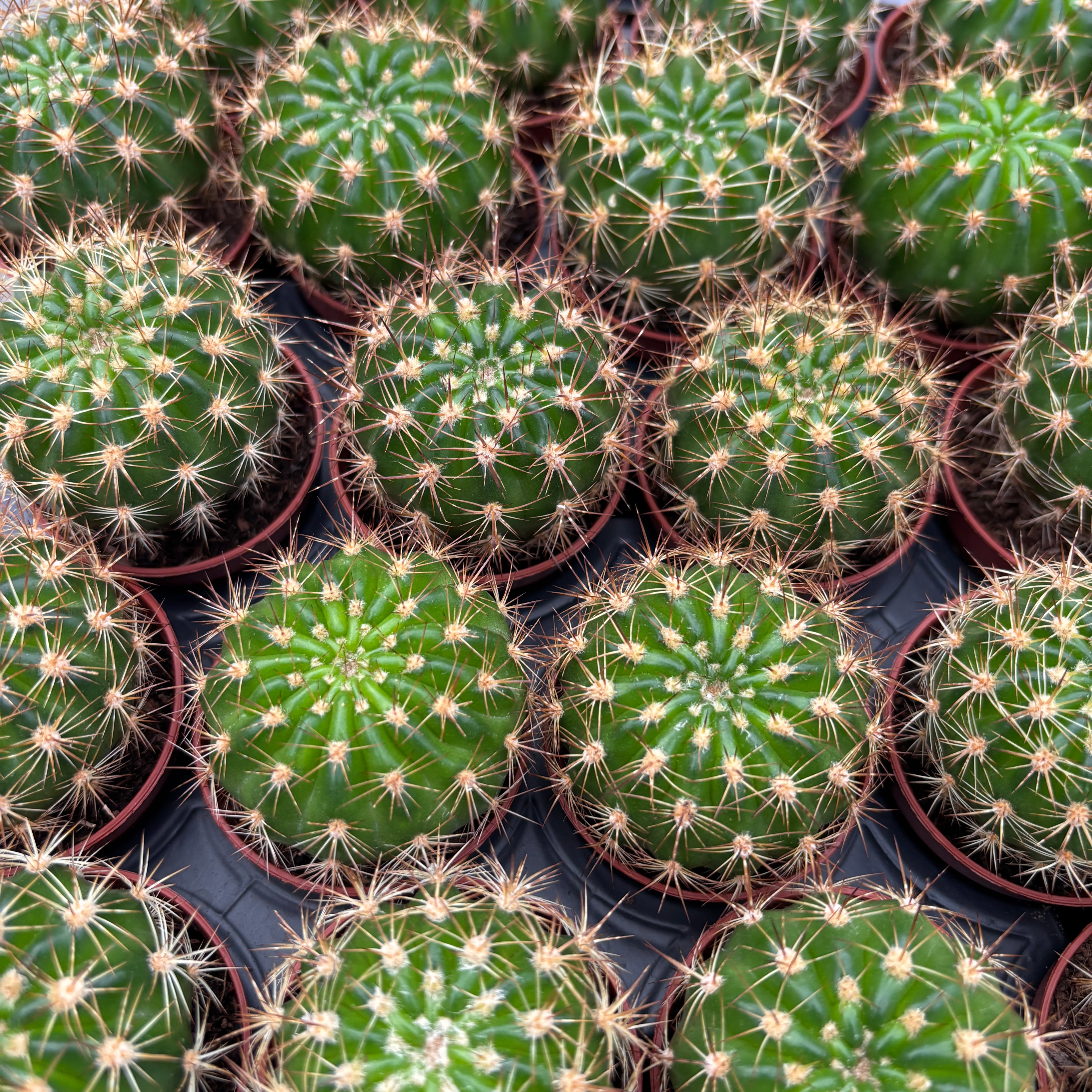 Echinopsis mamillosa var. kermesina - cactus compact cu inflorire spectaculoasa