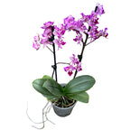 Phalaenopsis Formosa Cranberry 'Wilson' - pelorique (feuilles argentées)