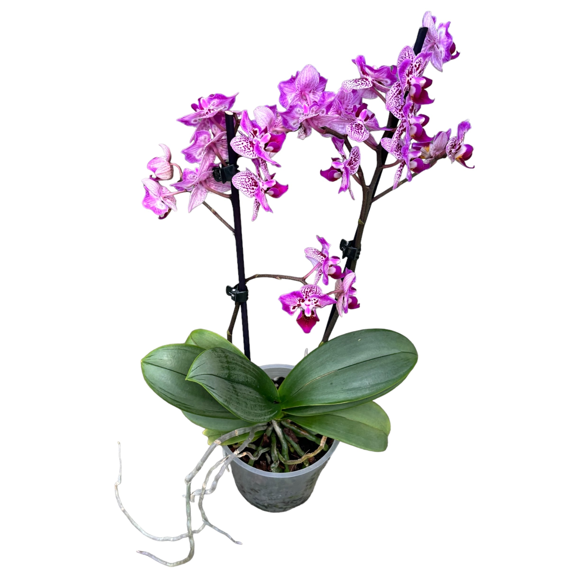 Phalaenopsis Formosa Cranberry 'Wilson' - peloric (silver leaves)