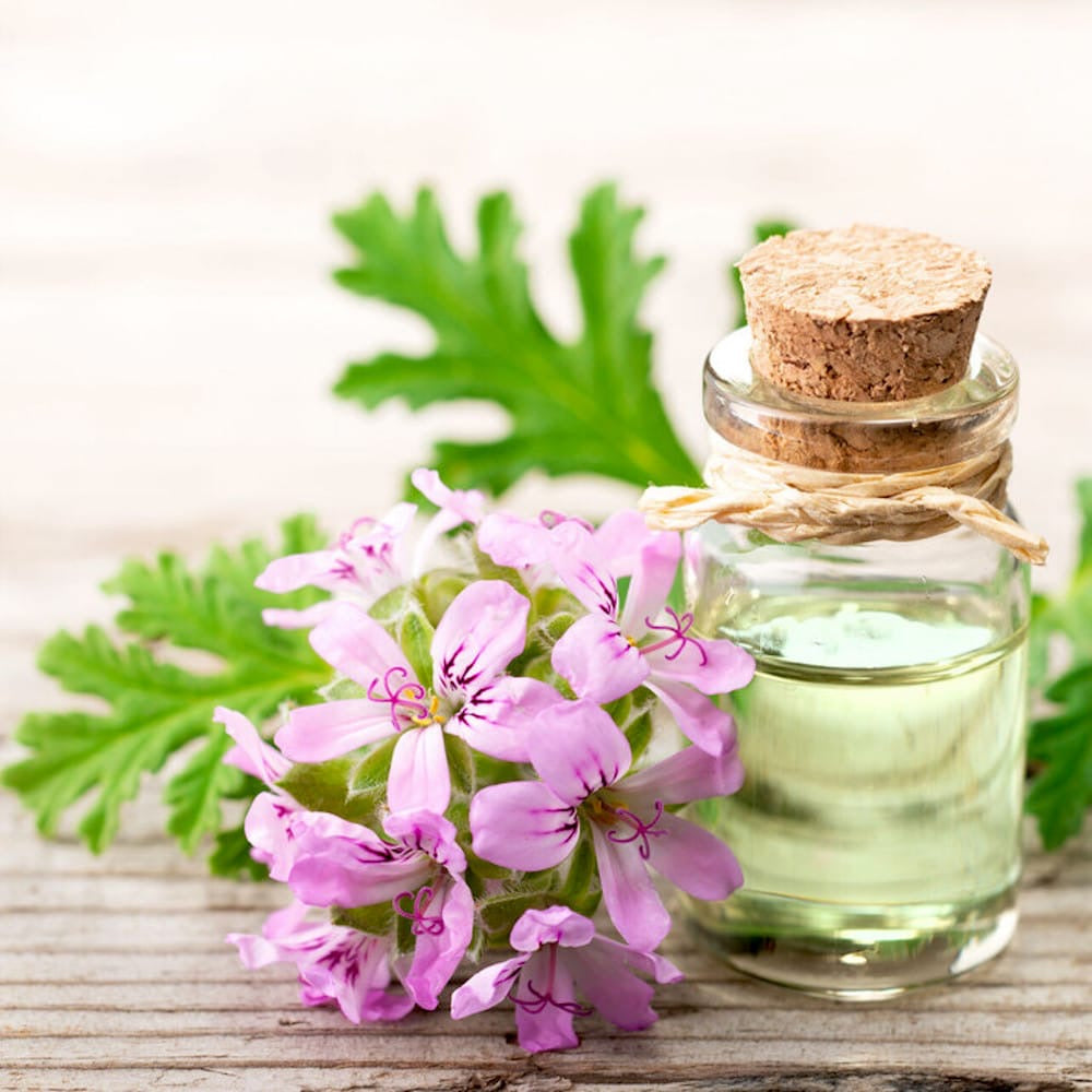 Muscate parfumate antitantari - Pelargonium graveolens 'Lemon' (Indrusaim) D15