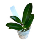 Phalaenopsis Miki Sword '420' - big lip peloric