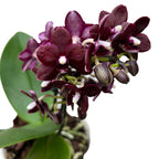 Phalaenopsis Natsume's Berry - wasachtige bloemen
