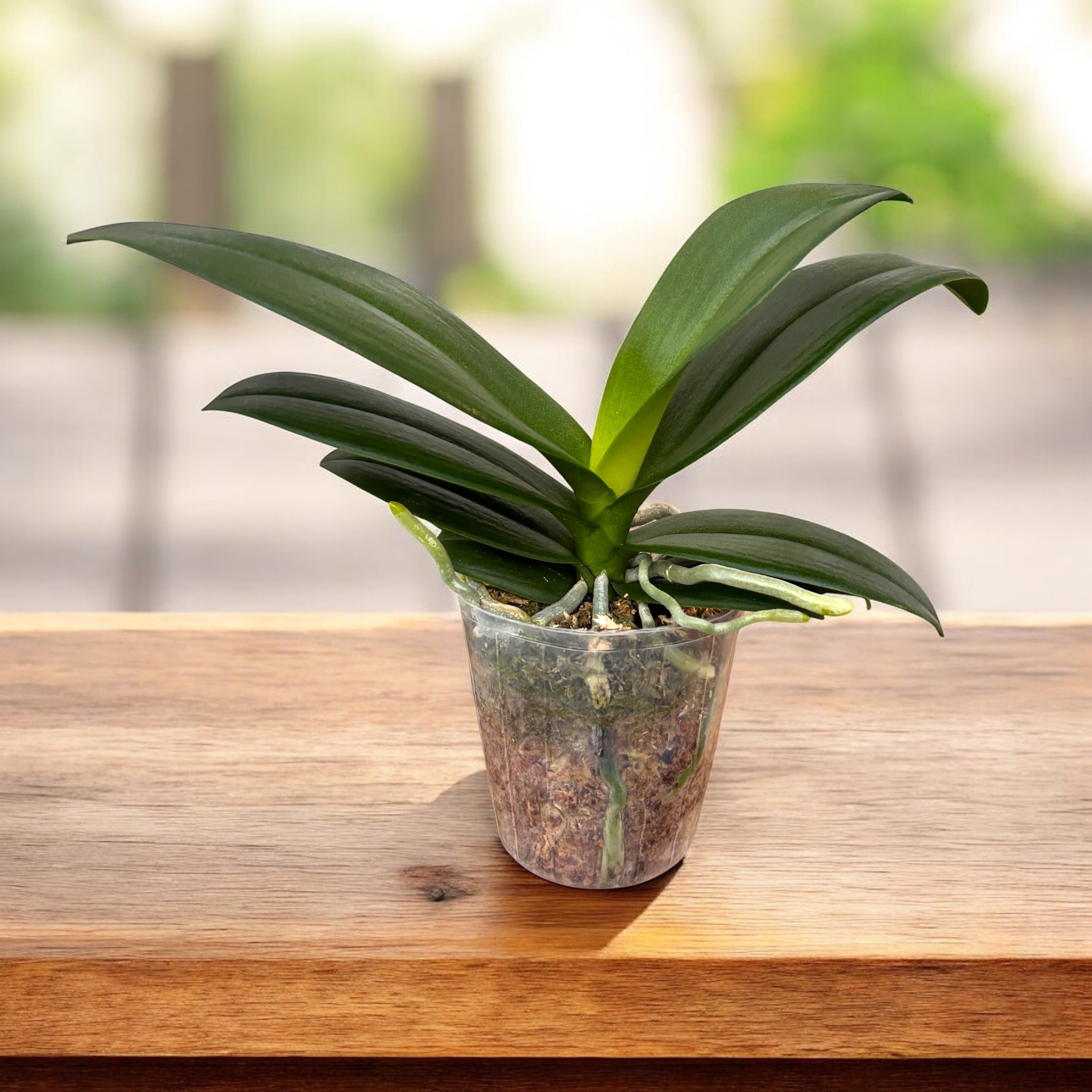 Phalaenopsis Reyoung Ultra Violet