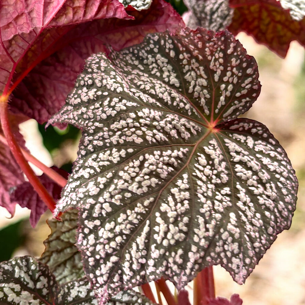 Begonia 'Neon Moon' - frunze uriase