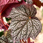 Begonia 'Neon Moon' - frunze uriase