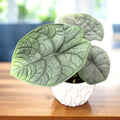 Alocasia Melo (Rugosa) - babyplant