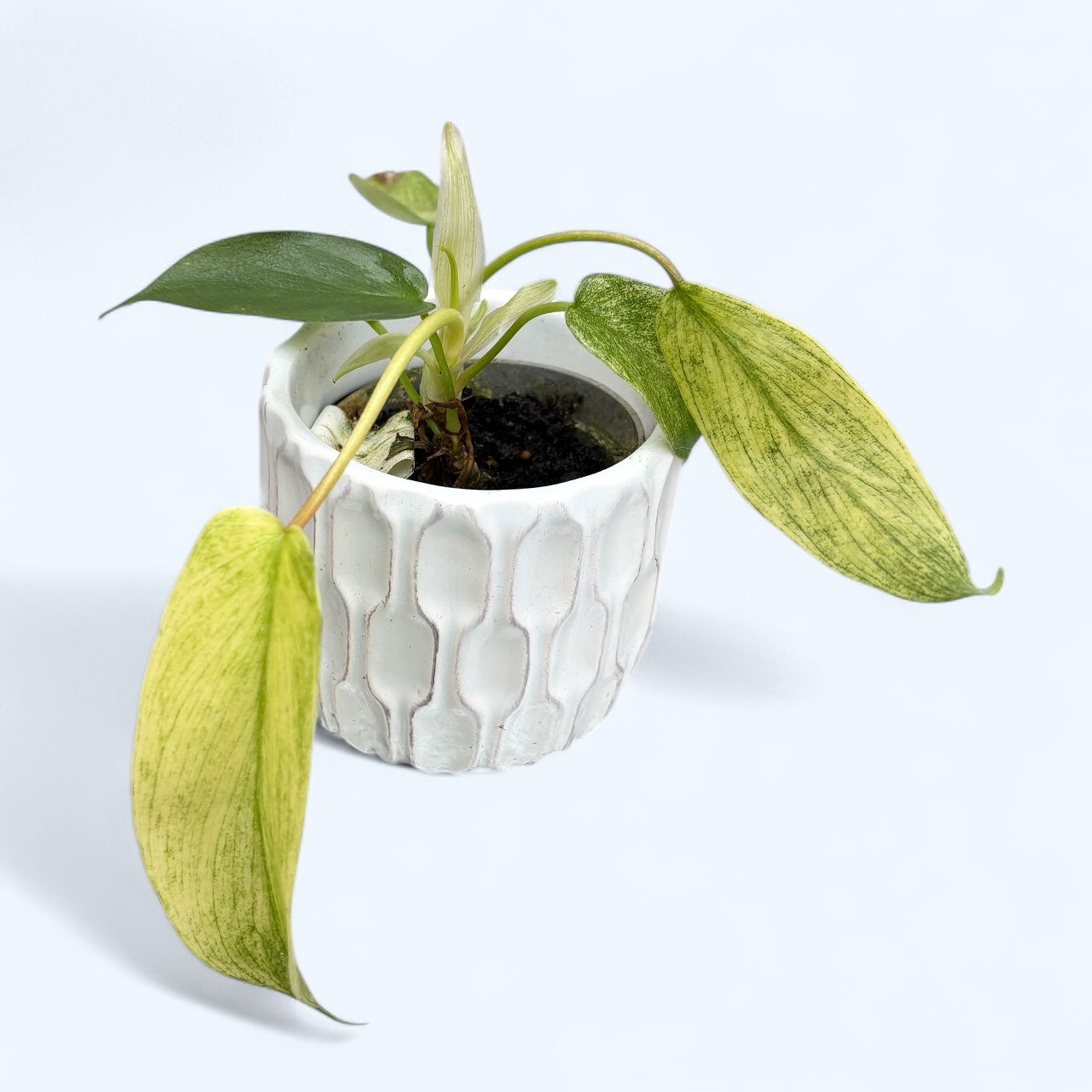 Philodendron 'Florida Ghost' (babyplant)