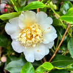Camellia japonica 'Brushfield's Yellow' - frost resistant