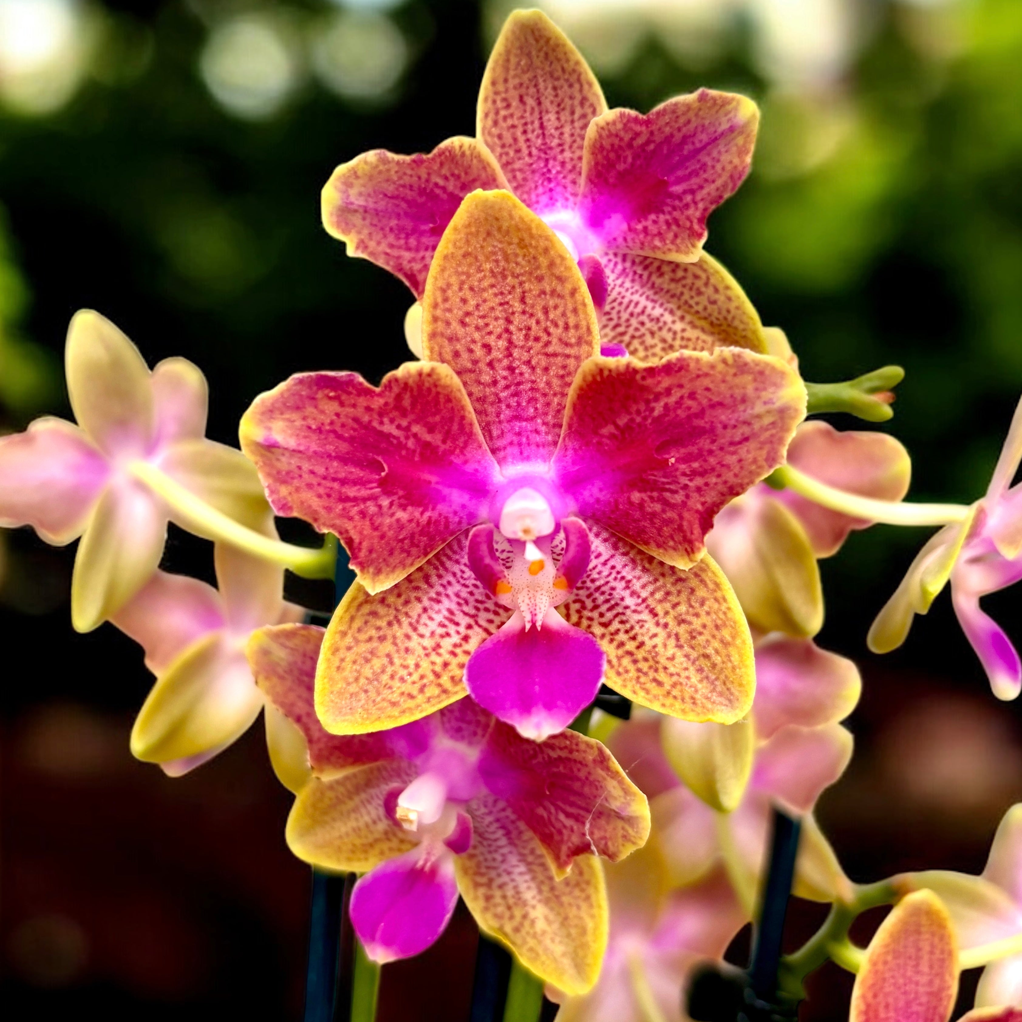 Phalaenopsis Miki Golden Sand - fiori pelorici e intensamente profumati