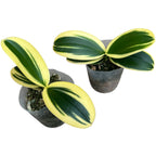 Phalaenopsis Sogo Vivien 'SOGO F858' (variegata & peloric) - strong variegation