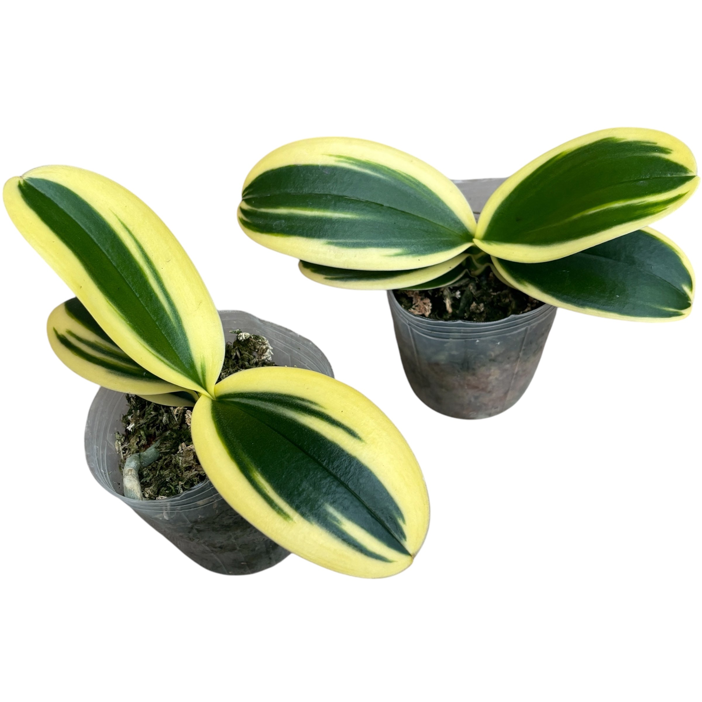 Phalaenopsis Sogo Vivien 'SOGO F858' (variegata e pelorica) - variegatura intensa