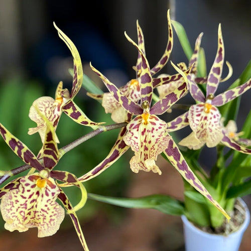 Oncidium (Cyrtocidium) Holm’s Wizard var. #20 - intensely fragrant flowers
