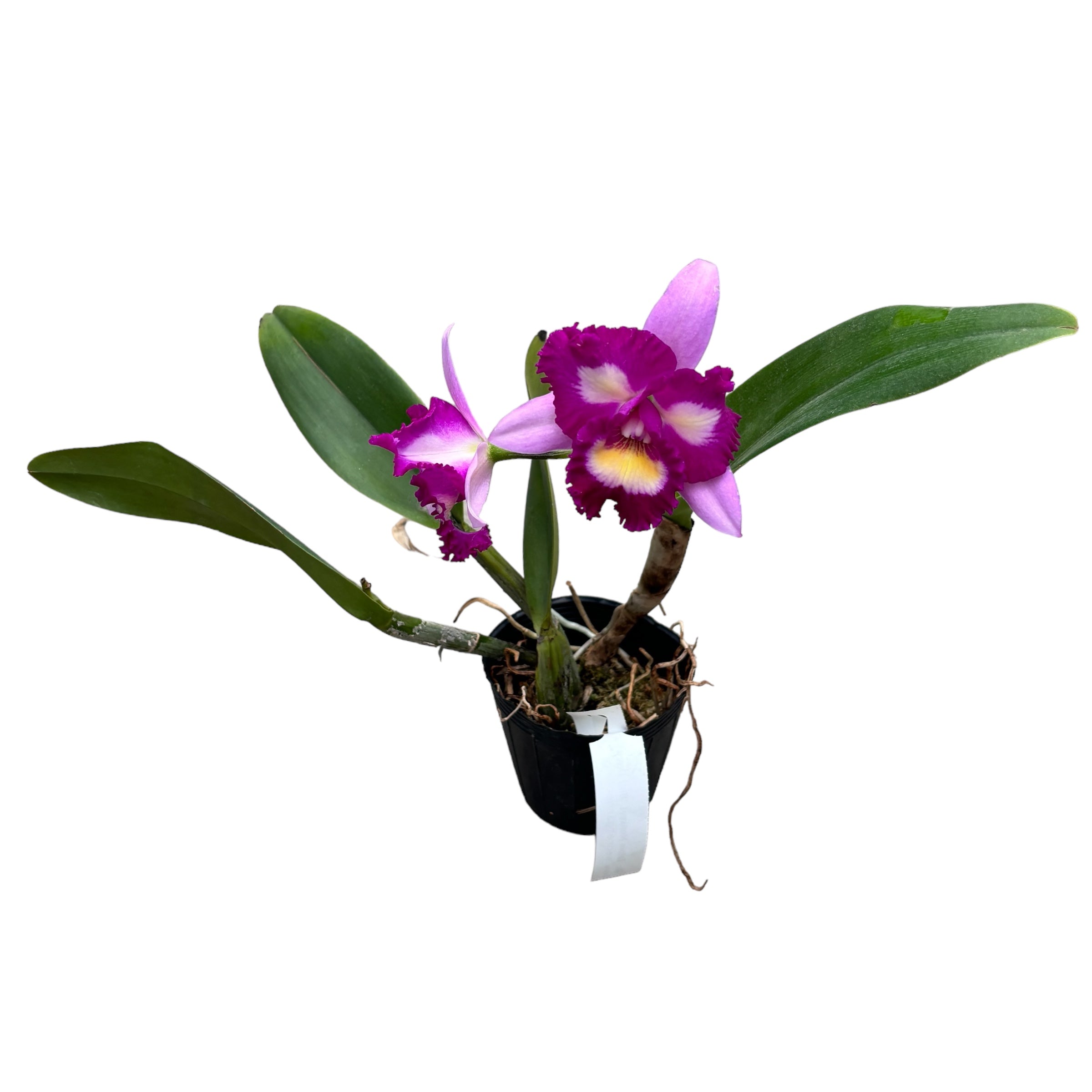 Rlc. Taipin Monkeys 'Bull Devil' parfumata